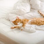 A beautiful ginger cat gracefully stretching out on a comfortable bed, basking in a sunlit room.