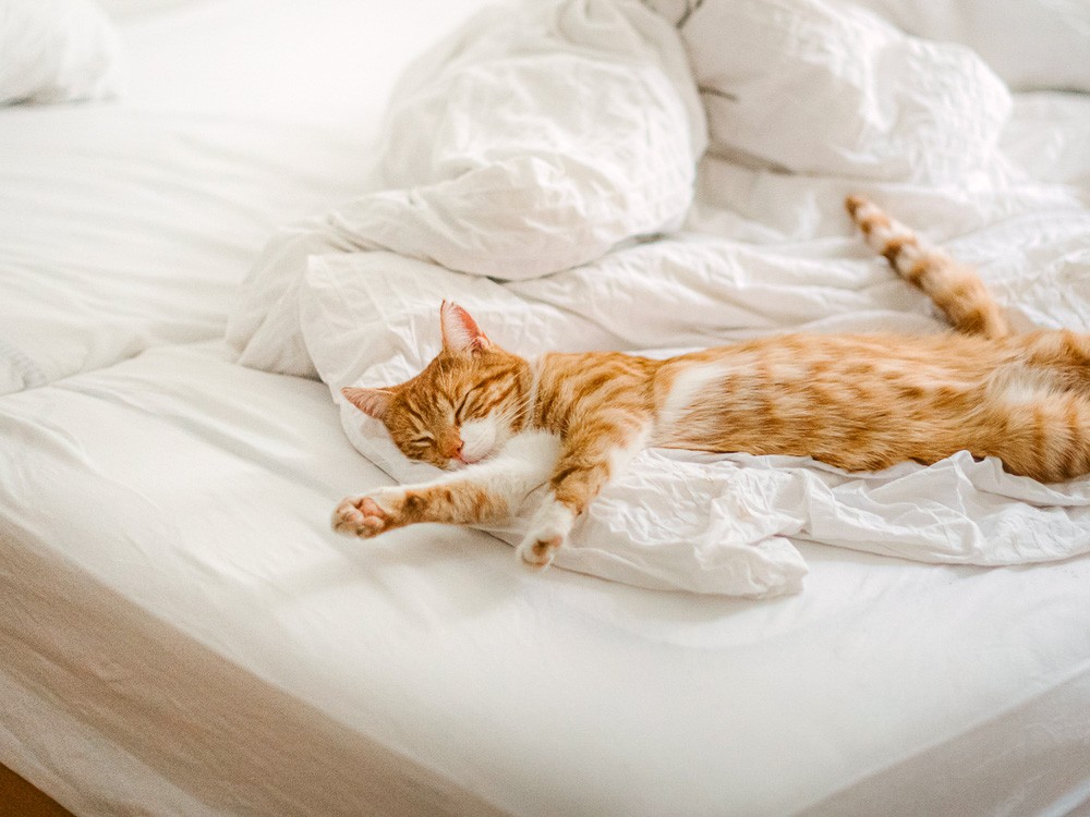 A beautiful ginger cat gracefully stretching out on a comfortable bed, basking in a sunlit room.