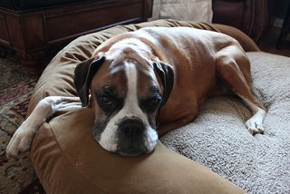 A dog settling down after circling, a behavior often observed by dog owners.