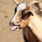 A goat bleating, showcasing its vocal communication