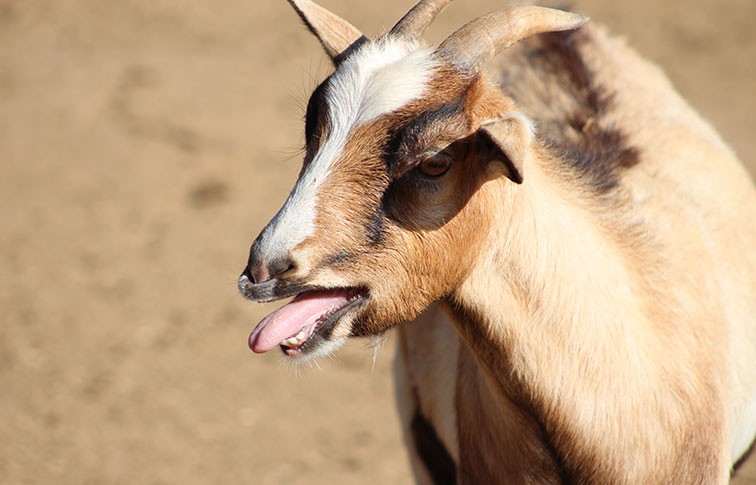 A goat bleating, showcasing its vocal communication