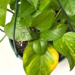 A golden pothos. One older, larger leaf is starting to yellow around the edges.