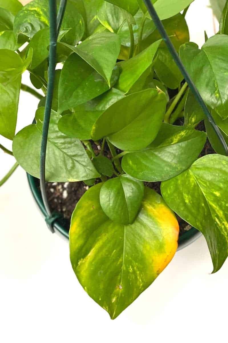 A golden pothos. One older, larger leaf is starting to yellow around the edges.