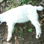 A Tennessee fainting goat lying on its side after a myotonic episode