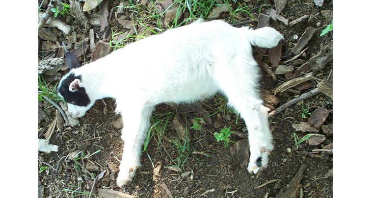 A Tennessee fainting goat lying on its side after a myotonic episode