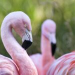 A vibrant pink flamingo standing in water, showcasing its characteristic bright plumage.