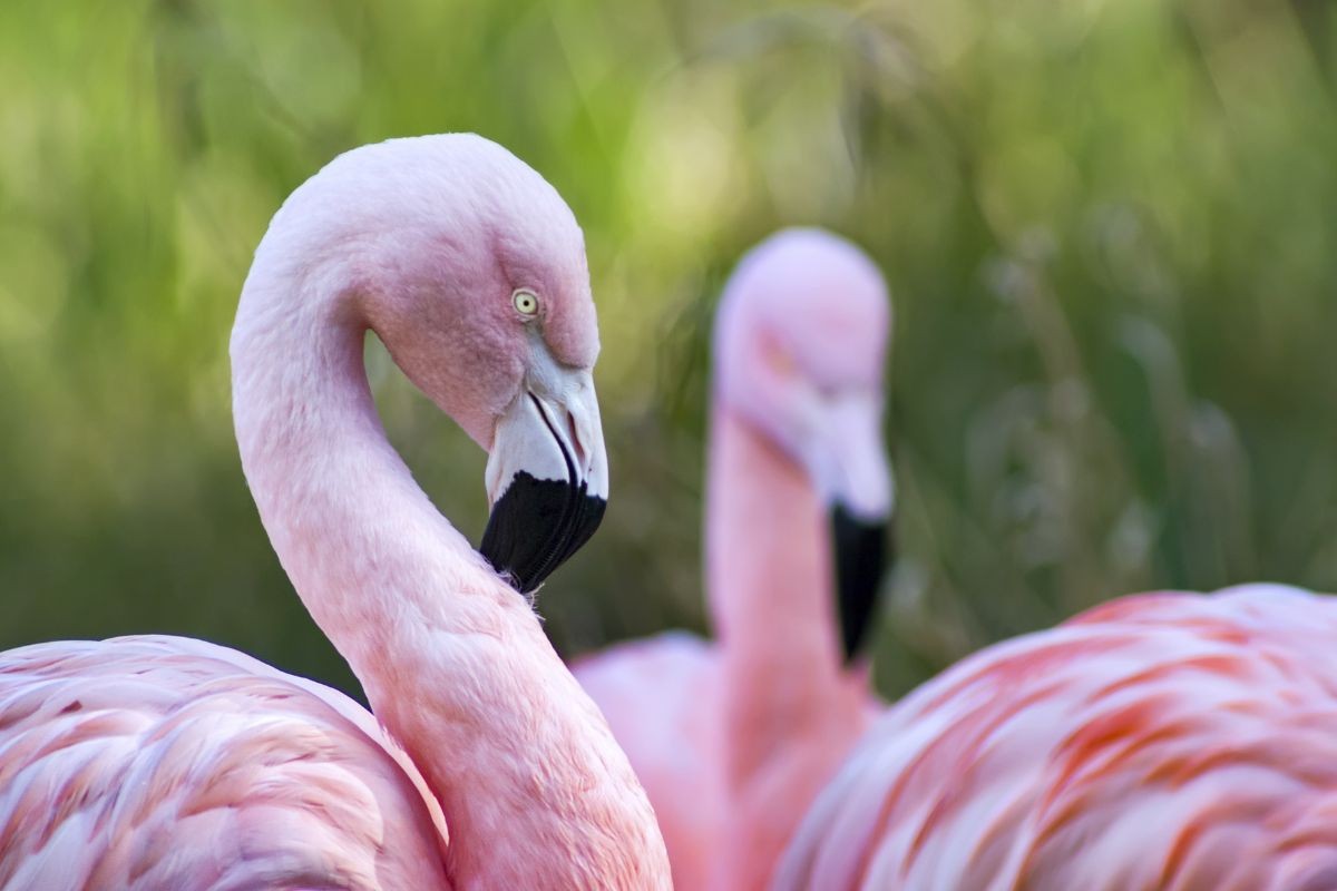 A vibrant pink flamingo standing in water, showcasing its characteristic bright plumage.