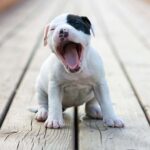 American Staffordshire Terrier sneezing while playing outside.