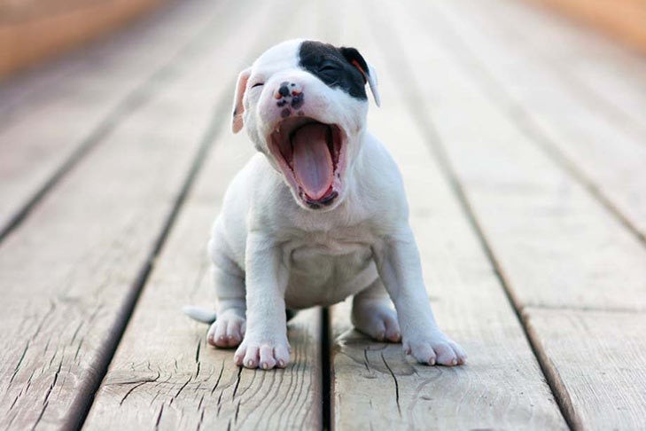 American Staffordshire Terrier sneezing while playing outside.