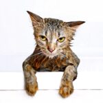 An annoyed-looking wet cat after a bath, highlighting the common stereotype of feline water aversion.