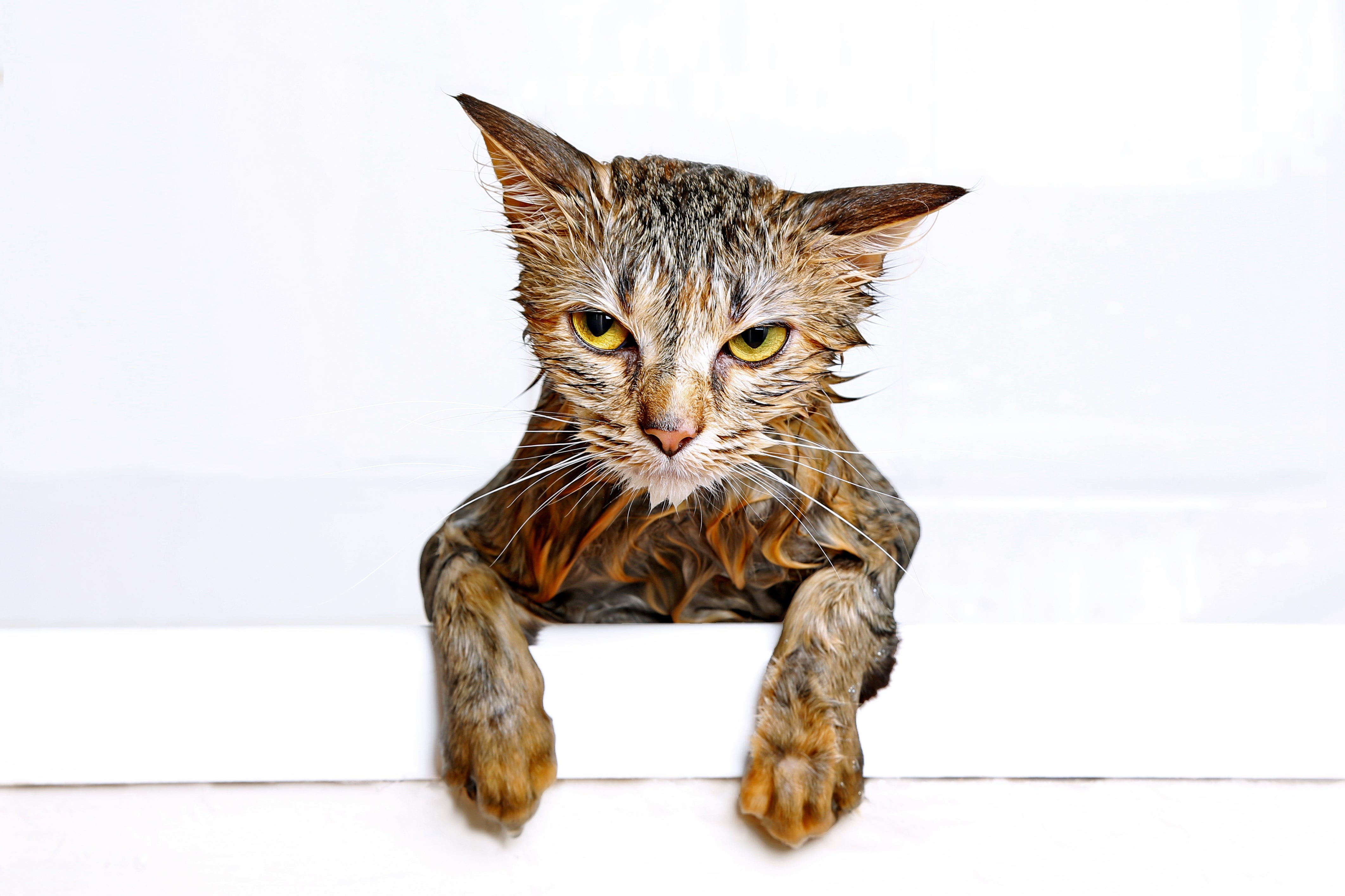 An annoyed-looking wet cat after a bath, highlighting the common stereotype of feline water aversion.