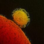 An image of a virus shown along a host cell.