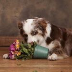 Australian Shepherd Eating Dirt