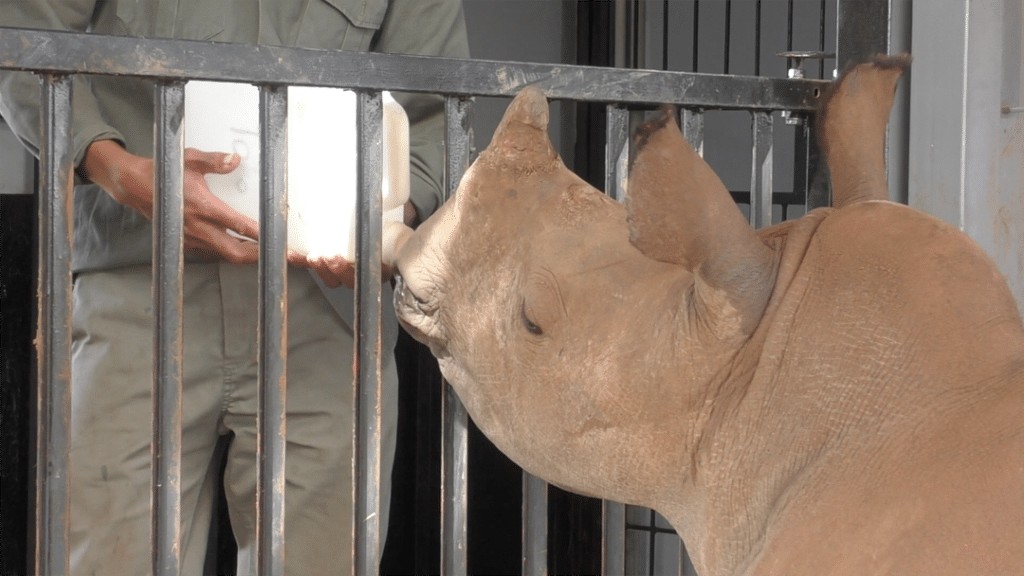 Baby rhino at Zululand Rhino Orphanage