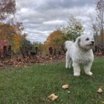 Baci, a 5-year-old, 7-kg Maltipoo