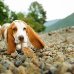 Basset Hound puppy walking on a rocky beach