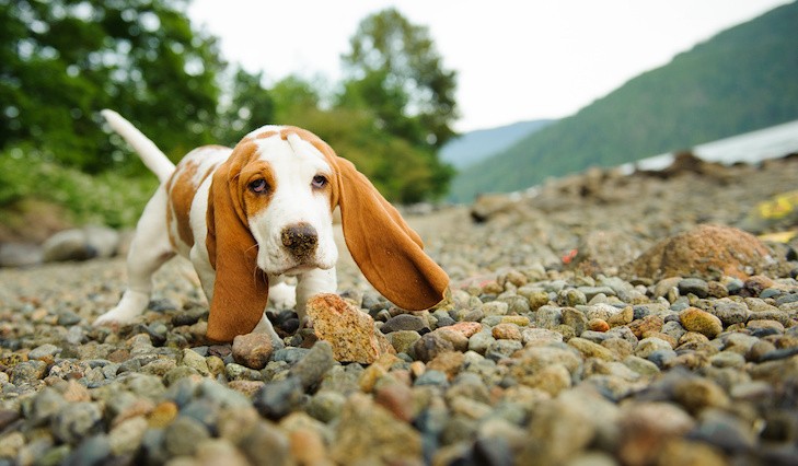 Basset Hound puppy walking on a rocky beach