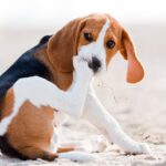 Beagle dog grooming itself by licking its paw on a sandy beach, illustrating canine self-grooming behavior.