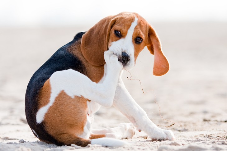 Beagle dog grooming itself by licking its paw on a sandy beach, illustrating canine self-grooming behavior.