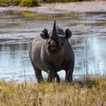 Black rhino with distinctive pointed lip