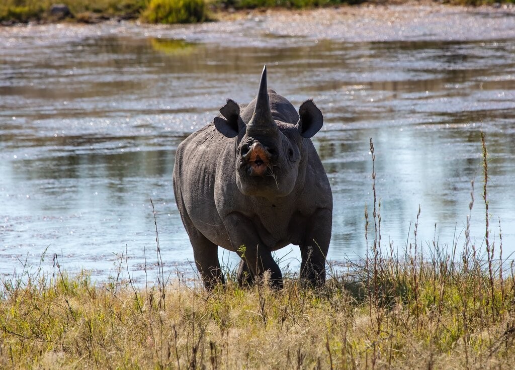 Black rhino with distinctive pointed lip