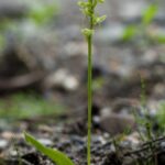 Blunt-leaf orchid plant.