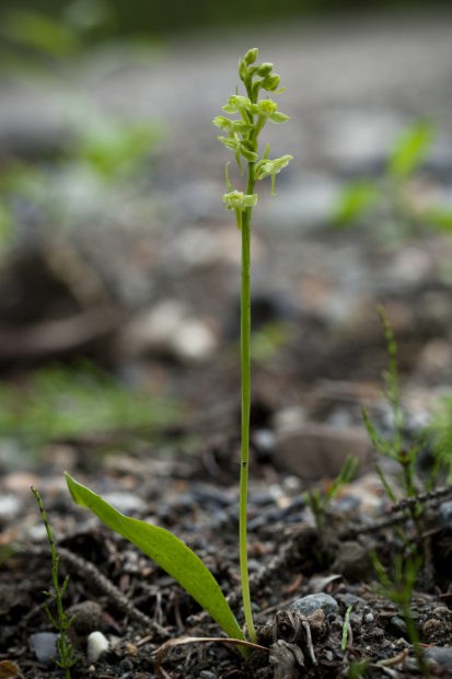 Blunt-leaf orchid plant.