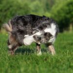 border-collie-catching-tail-in-grass