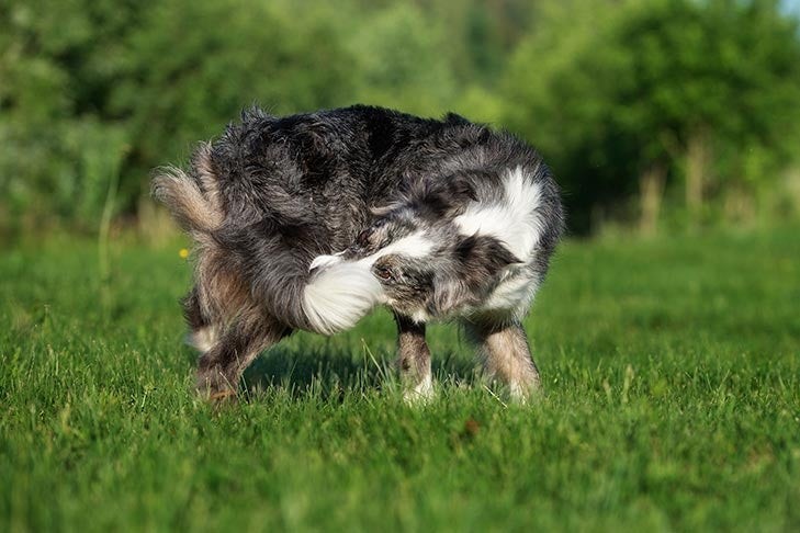 border-collie-catching-tail-in-grass