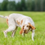 Bracco Italiano dog running through a field with its tail wagging, illustrating the tail's role in movement and balance for canine agility