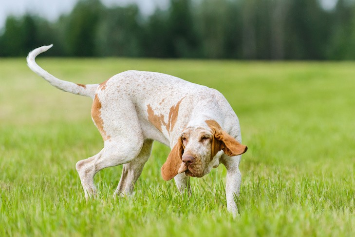 Bracco Italiano dog running through a field with its tail wagging, illustrating the tail's role in movement and balance for canine agility