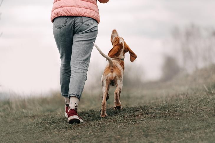 Bracco Italiano puppy attentively following its owner across a grassy field, showcasing the breed's loyalty and inherent desire to stay close to their human companion.