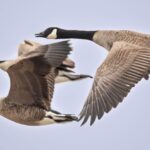 Canada Geese by Brad Imhoff / Macaulay Library