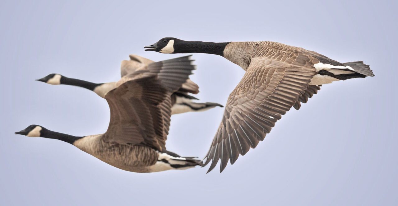 Canada Geese by Brad Imhoff / Macaulay Library