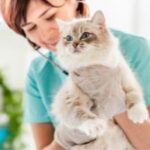 cat getting treated for urinary issues