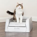 Cat in a white litter box, looking out with a curious expression