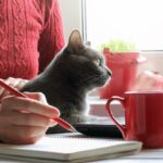 cat sat on laptop with owner