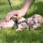 Chihuahua enjoying a belly rub during a walk