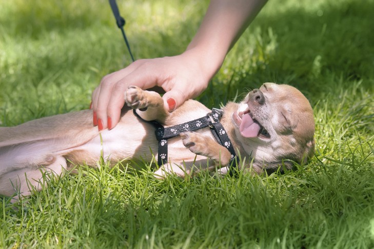 Chihuahua enjoying a belly rub during a walk