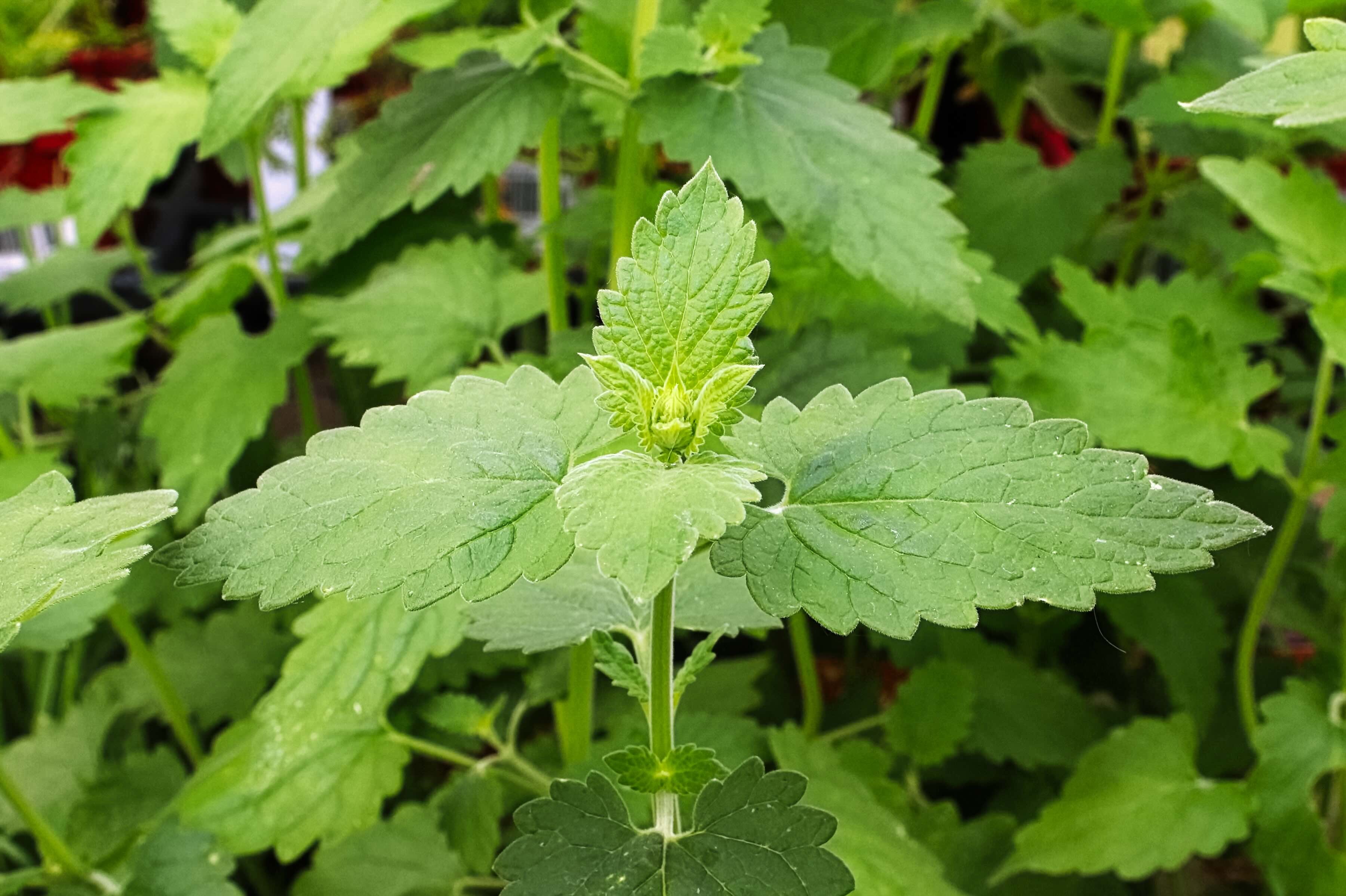 close-up of a catnip plant