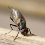 Close-up of a housefly cleaning its legs, highlighting the sensory hairs on its body, illustrating the grooming habits of these insects.