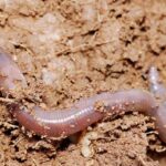 Close-up of an earthworm showing its segmented body and moist skin, highlighting its breathing mechanism.