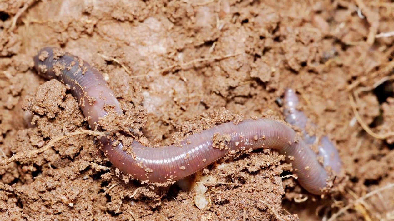 Close-up of an earthworm showing its segmented body and moist skin, highlighting its breathing mechanism.