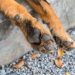 Close-up of dog paws on a sidewalk, illustrating the source of the Fritos smell often noticed by dog owners.