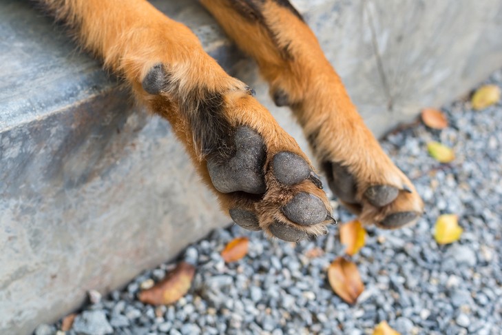 Close-up of dog paws on a sidewalk, illustrating the source of the Fritos smell often noticed by dog owners.