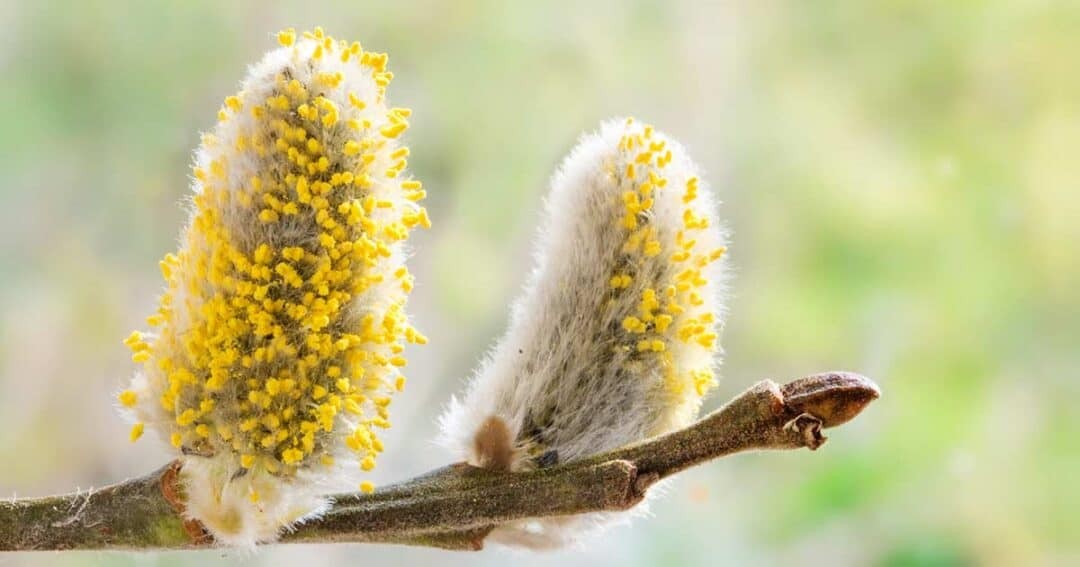 close-up of pussy willow tree pollen