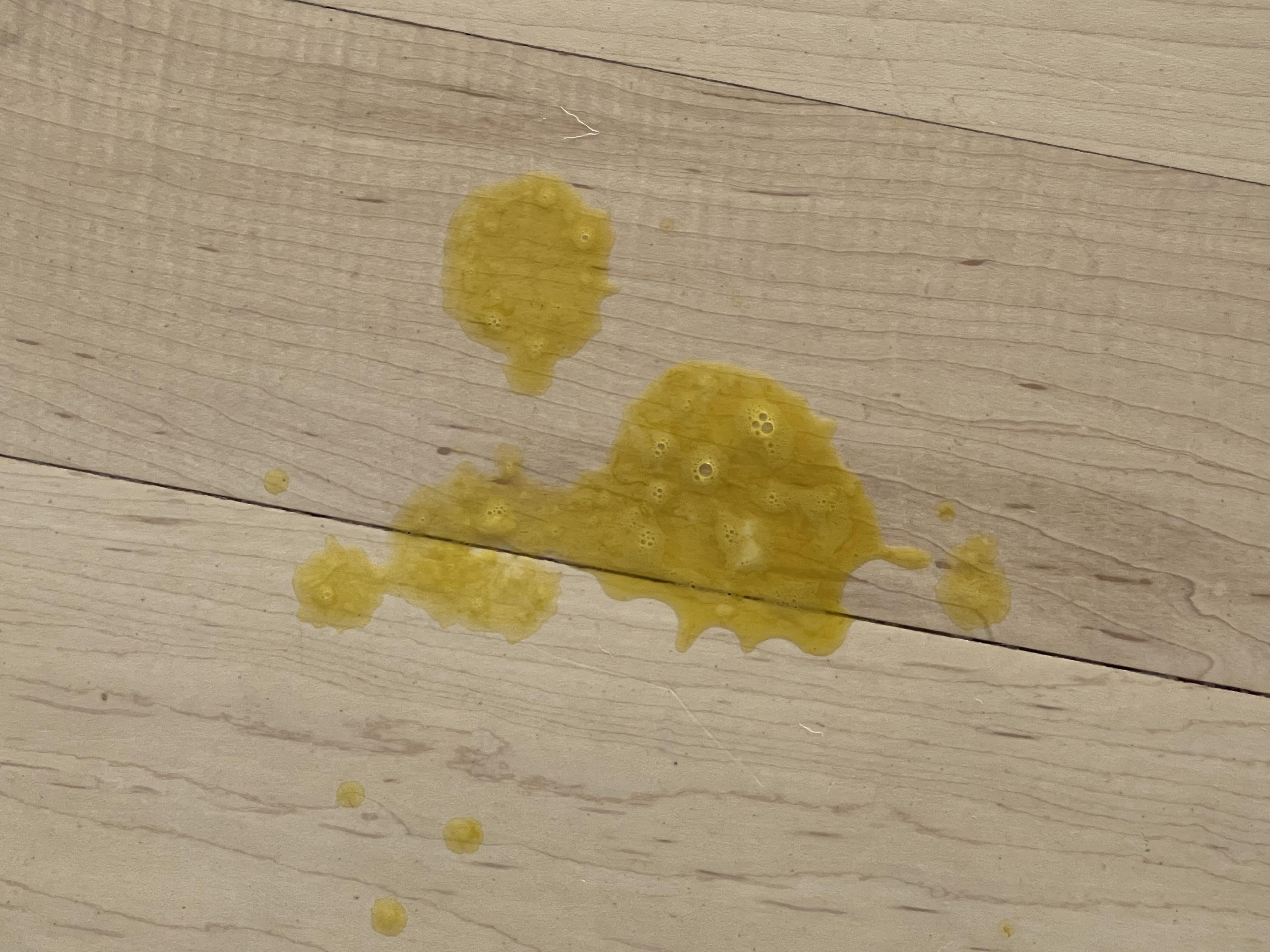 Close-up shot of yellow bile dog vomit