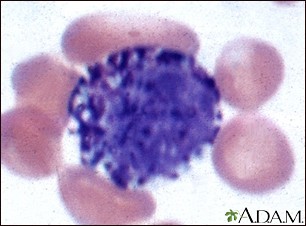 Close-up view of a basophil white blood cell