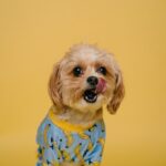 Cute dog wearing a banana costume, a humorous image related to unusual dog behaviors like floor licking.