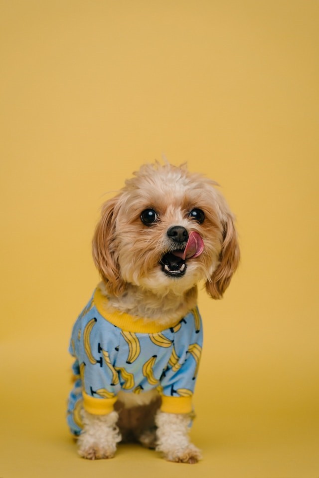 Cute dog wearing a banana costume, a humorous image related to unusual dog behaviors like floor licking.